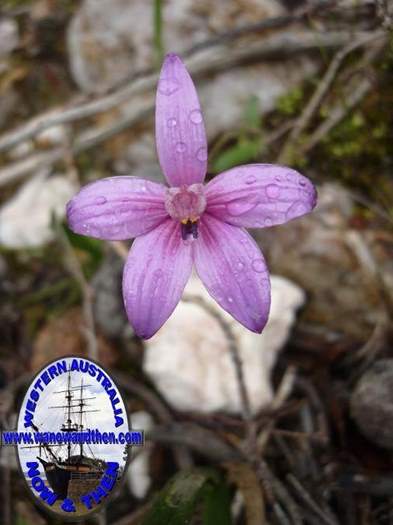 Elythranthera emarginata - Pink Enamel Orchid - 04.JPG